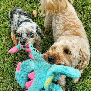 Pet photo