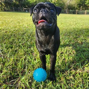 Pet photo