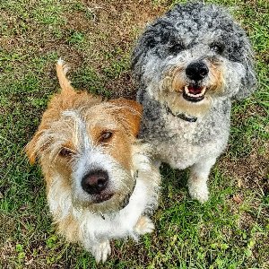 Pet photo
