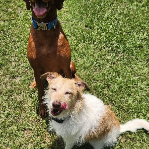 Pet photo