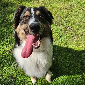 Pet photo