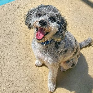 Pet photo