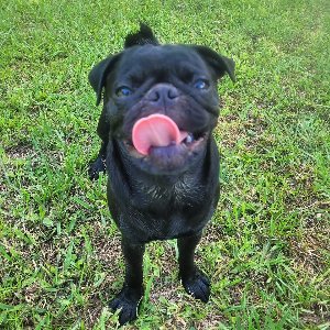Pet photo
