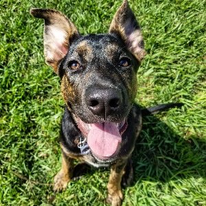 Pet photo