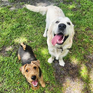 Pet photo