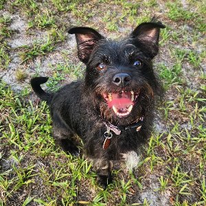 Pet photo
