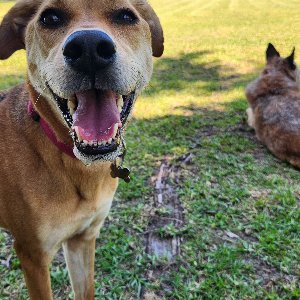 Pet photo