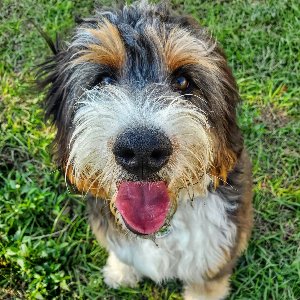 Pet photo