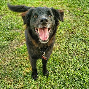 Pet photo