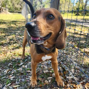 Pet photo