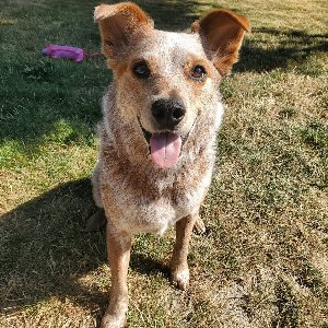 Pet photo