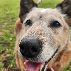 Pet photo